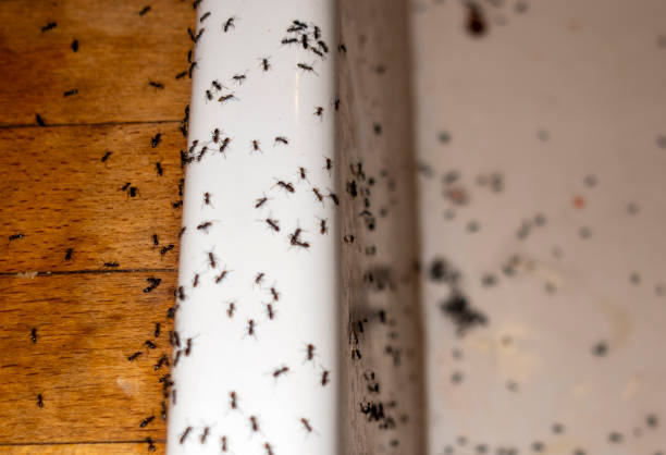 Best Cockroach Control Services  in Countryside, VA