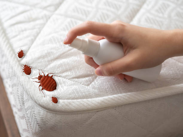 Professional Pest Control in Countryside, VA